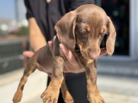 Show kalite chocolate tan mini dachshund yavrumuz