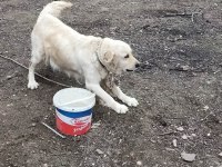 Golden retriever dişi hamile kendi ırkıyla alan koruması var