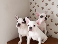 French bulldog ırk ve sağlıklı