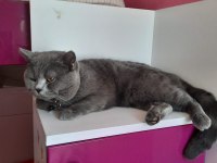 Sahiplendirme british shorthair