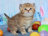 Tatlı british shorthair bebeklerimiz