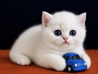 British Shorthair Golden Point Ny1233