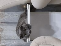 2 YAŞINDA AŞILARI TAM KISIRLASTIRILMAMIŞ SCOTTİSH