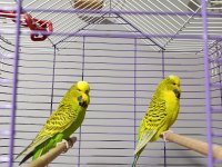 Jumbo muhabbet kuşu çift
