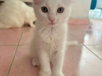 BAKMADAN GEÇMEYİN BRİTİSH YAVRULARIMIZA