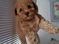 Yavru toy poodle