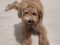 Aylık erkek maltipoo