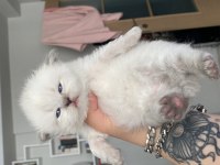 Eskişehir Tepebaşından British Longhair