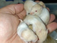 ÖZEL TÜR HAMSTER (EVCİL)