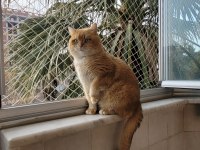 Golden Erkek BSH BY12 British Shorthair