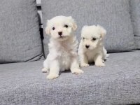 Maltipoo miniklerim