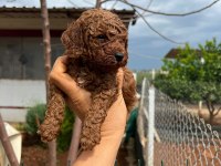 Red brown toy poodle