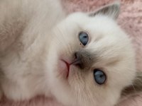 Mavi Gözlü Colorpoint British Shorthair Yavrumuz