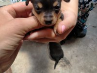 Yavru Köpeğimiz Pinscher