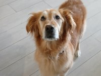 Tatlı bir golden retriever