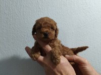 Güzel poodle kızımız