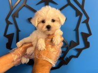 Teacup Maltese Yavrularımız