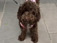 Toy poodle nadir çikolata renk
