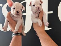 FRANCE BULLDOG BEBEKLER