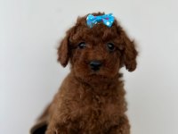 Orjinal her boy toy poodle bebekler