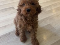 Minik poodle yavrumuza yuva arıyoruz