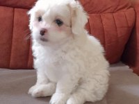 maltese terrier