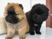 Sağlıklı Chow Chow Yavrular