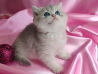 Şafkan British Shorthair