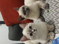 3 Aylık Mavi Gözlü iki adet Blue Point British Shorthair