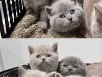 British Shorthair yavrular