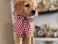 Şeker Mi Şeker Golden Retriever Bebekler