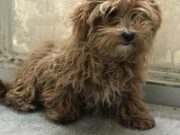 5 aylık dişi poodle günü gelen aşıları yapıldı