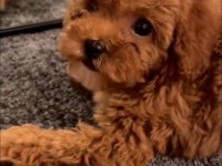 9 Aylık Toy Poodle 1,5 kg Orjinal Toy