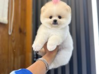 4 aylık üst düzey pomeranian boo yavrularım