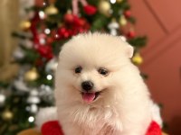 Kızımız acil sahiplendirilecek pomeranian