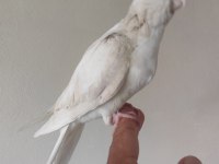 El besleme albino yavru sultan papağanı