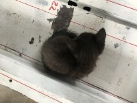 47 günlük yavru kedi