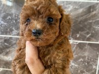 Orjinal Minyatür Toy Poodle Yavrular