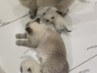 Ragdoll bebekleri