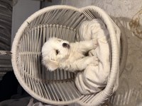 Tuvalet eğitimli maltese terrier