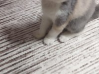 Dişi egzotik kedimiz yeni yuvasına gitmeye hazır