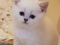Scottish straight beyaz longhair ve shorthair fold