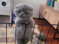Müthiş Güzellikte Ev Ortamından Scottish Fold