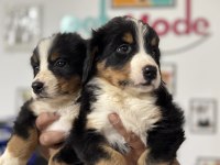 Petmode Köpek Çiftliğinden Bernese Dog Yavrular