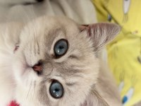 British Shorthair Kedimiz