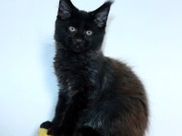 Şampiyonlar torunu şampiyon adayı Maine Coon yavrular