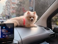 8 aylık dişi pomeranian yavrumuz