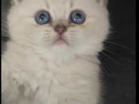 Saf kaliteli kan genetiği kedimiz