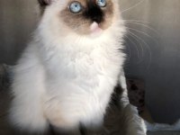 ŞECERELİ ANNE VE BABADAN SAFKAN RAGDOLL DİŞİ YAVRUM