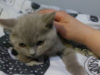 Erkek british shorthair yavrularımız sıcak yuvalarını arıyor